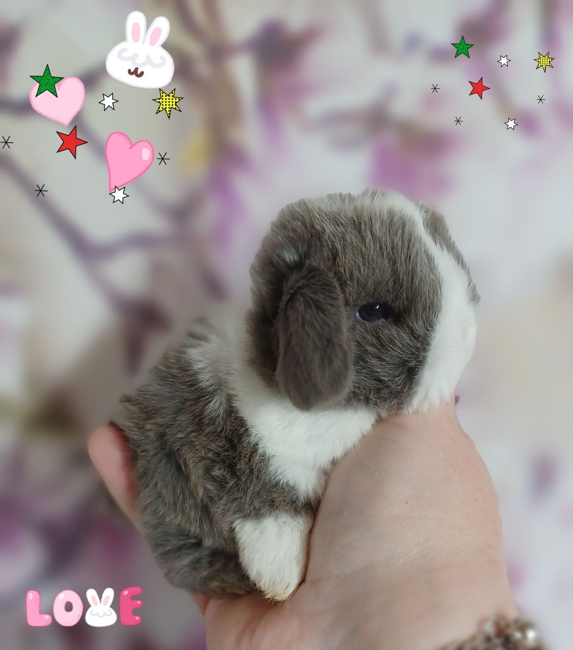 Kroliczki mini lop miniaturka hodowla zarejestrowana