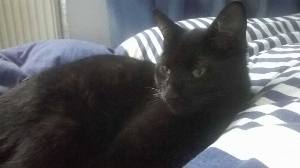 Mela - kotka szuka domu