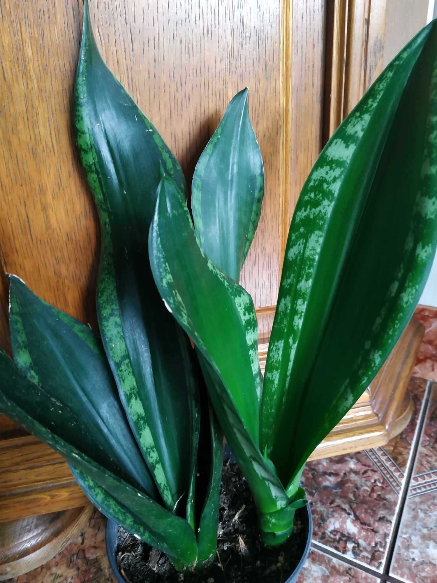 Sansevieria Whitney. Sansewieria. Roślina doniczkowa.