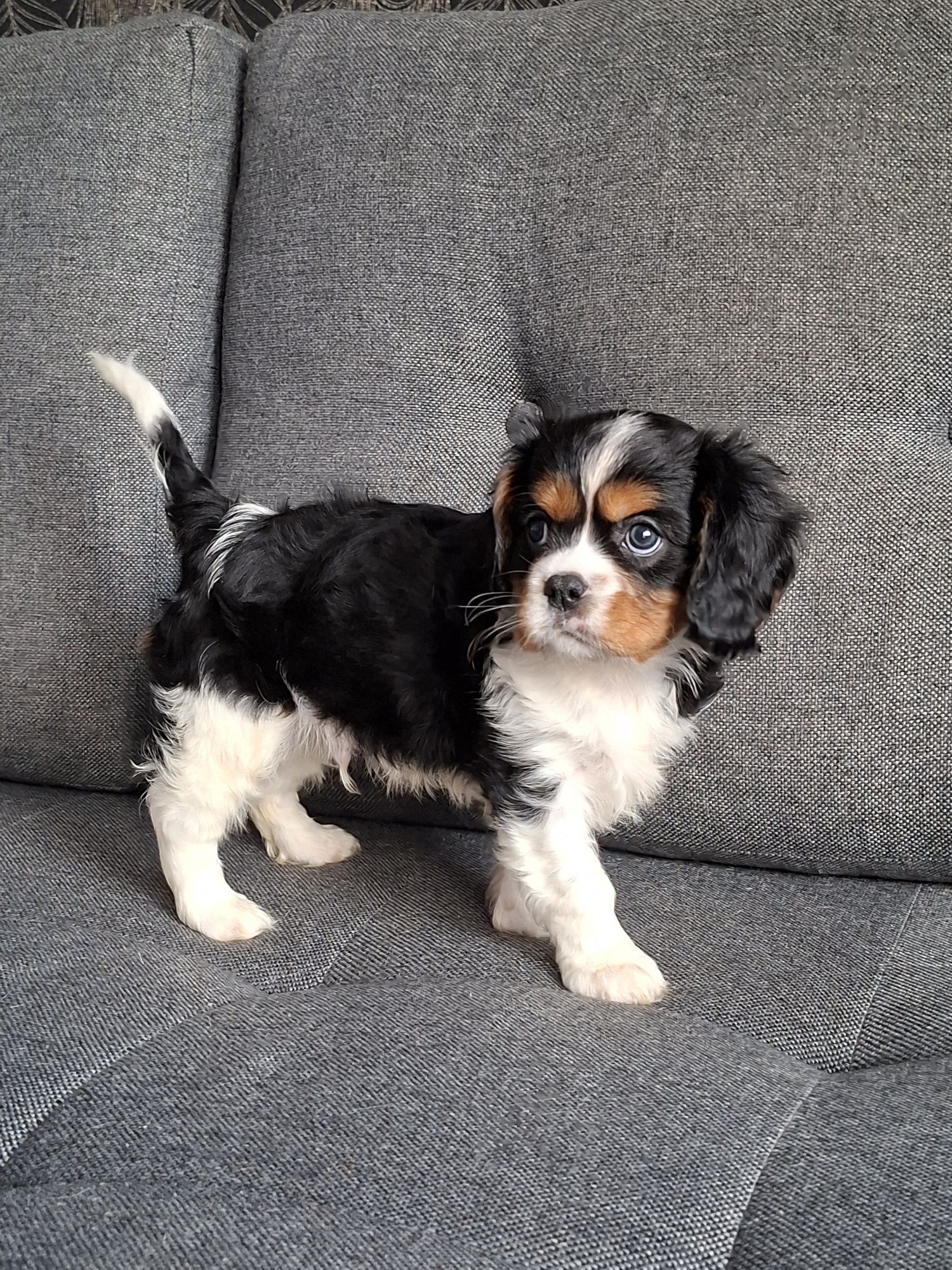 Cavalier King Charles Spaniel piesek