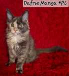 Kotka Rasy Maine Coon