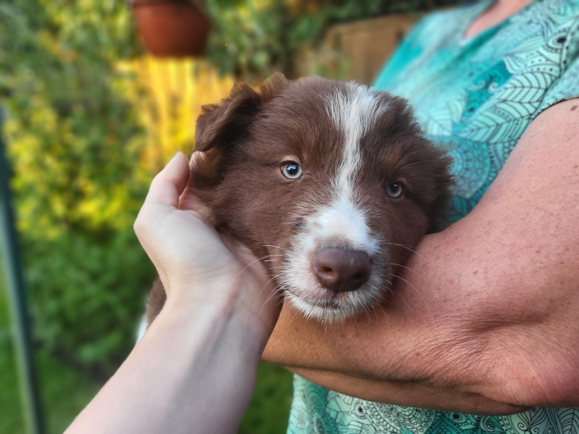 Border collie do odbioru