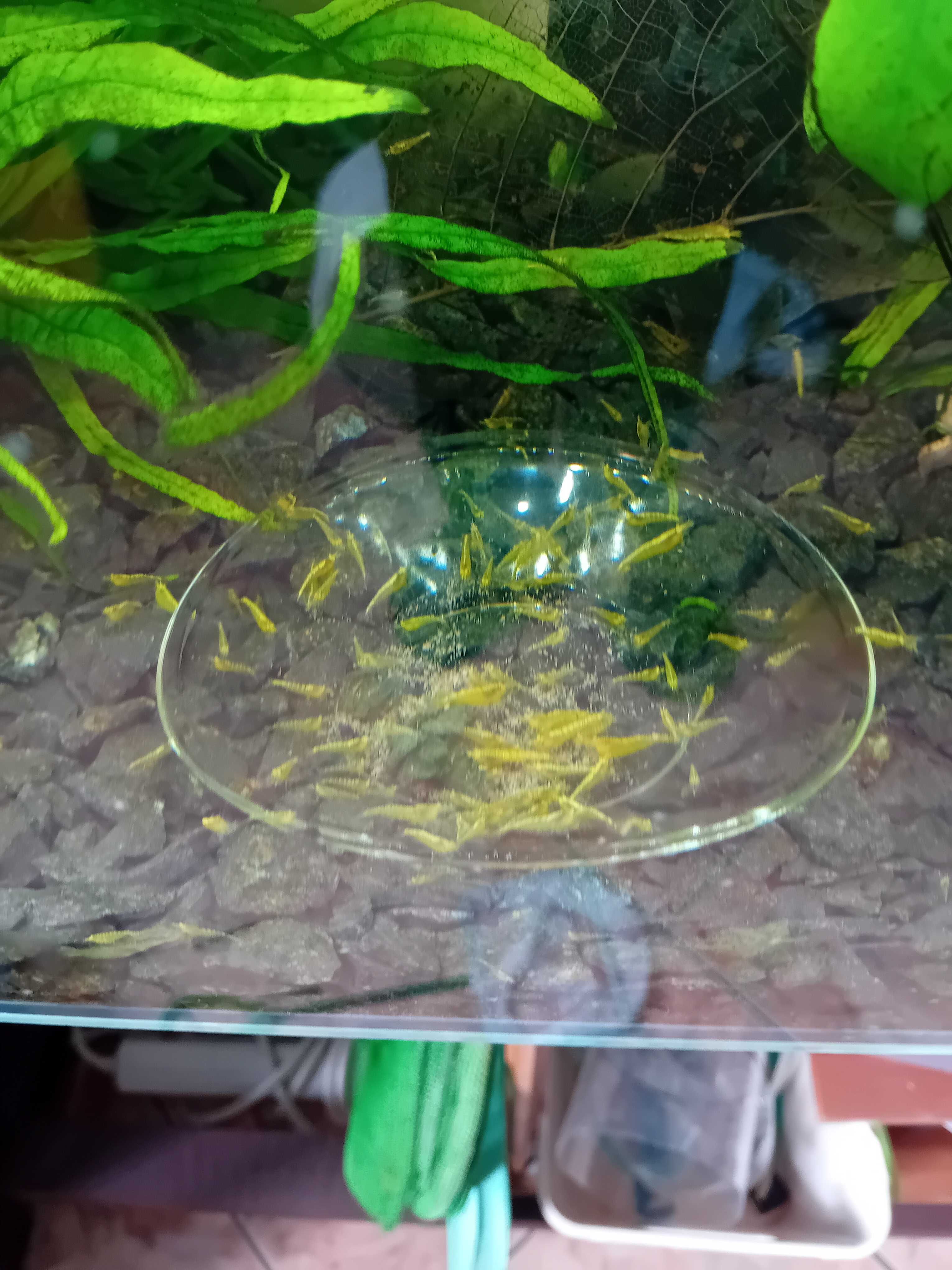 Krewetka Neocaridina heteropoda "Yellow Neon "