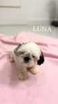 Szczeniak Shih Tzu- LUNA (biała)