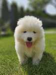 Samoyed szczeniak