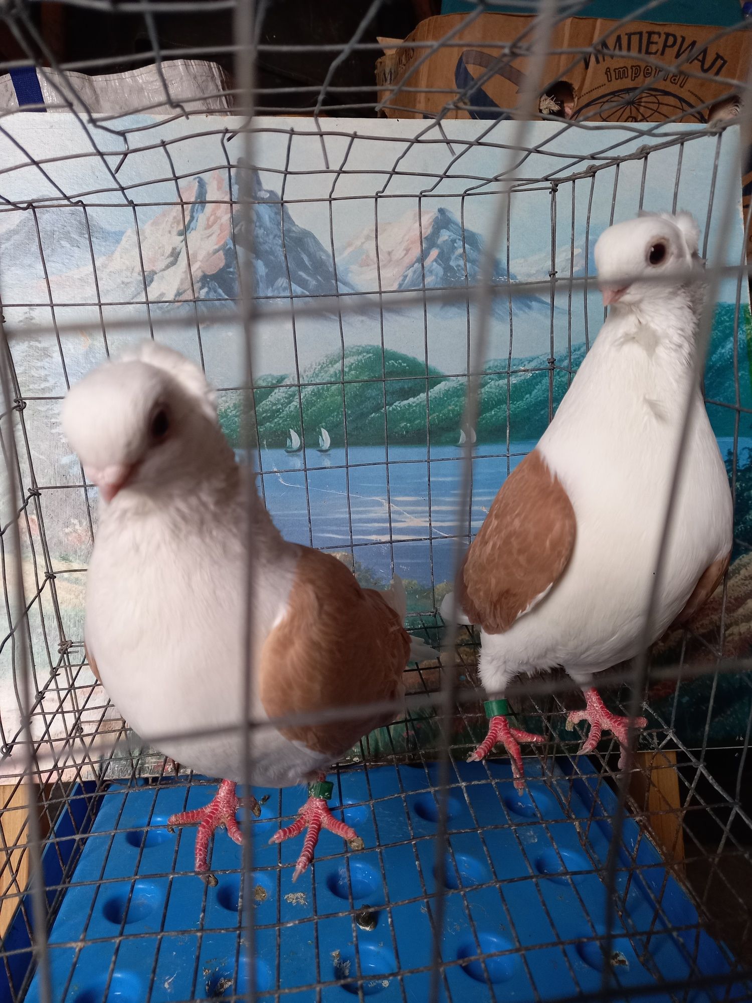 продам голуби (чайки)