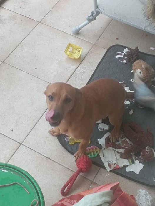 Adoção  muito bonita