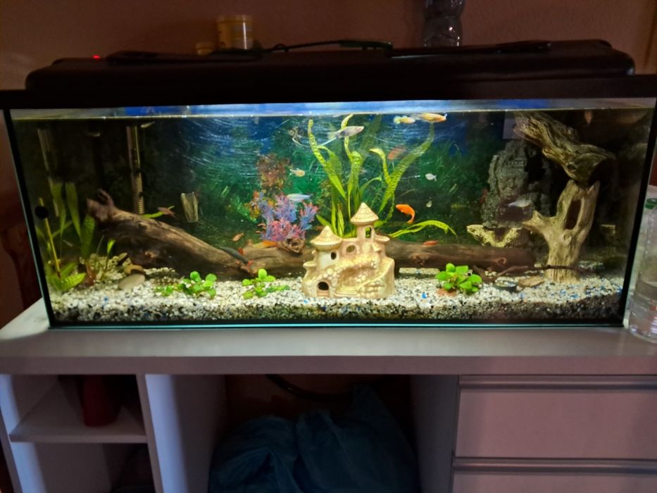 Akwarium kompletne 160 litrów z filtrem