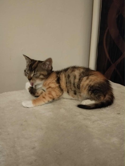 Koteczka szuka domu - pokochaj