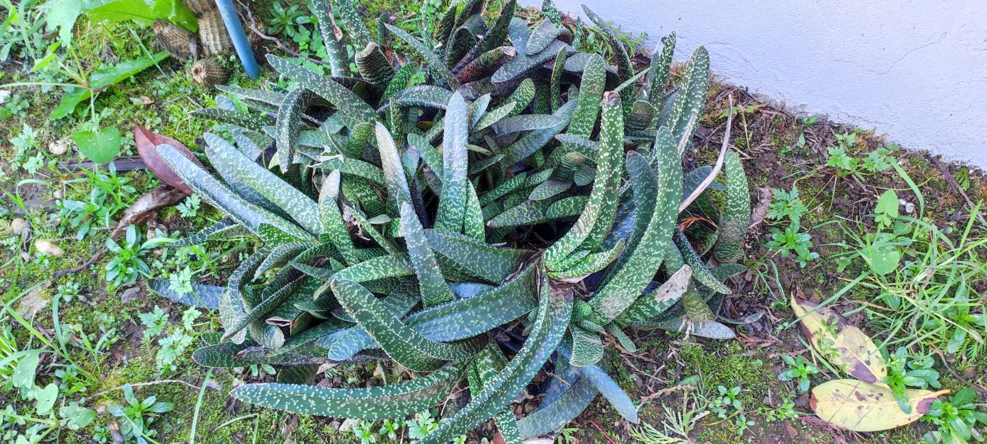 Cacto de jardim  muito robusto.