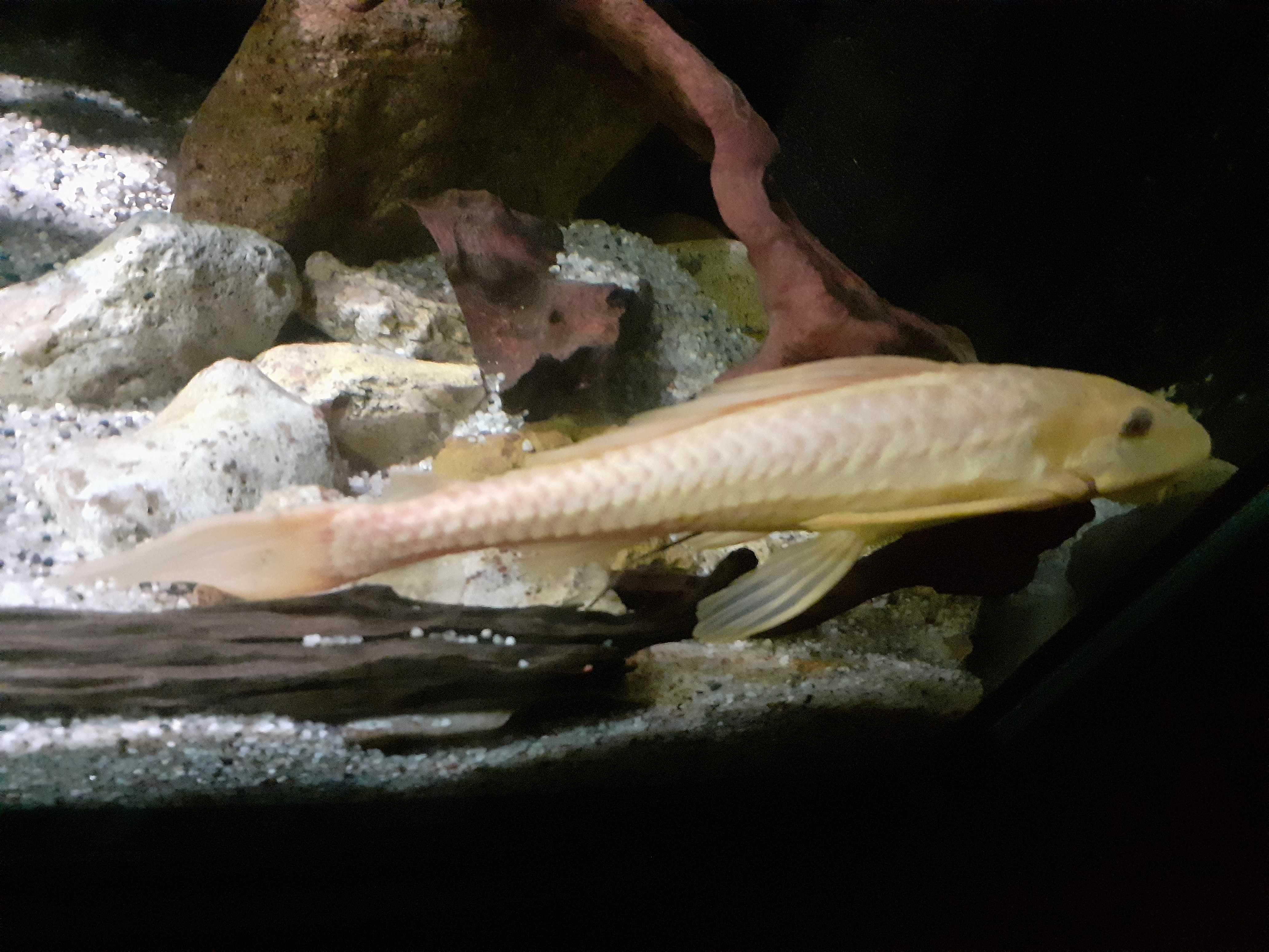 Duży glonojad Plecostomus