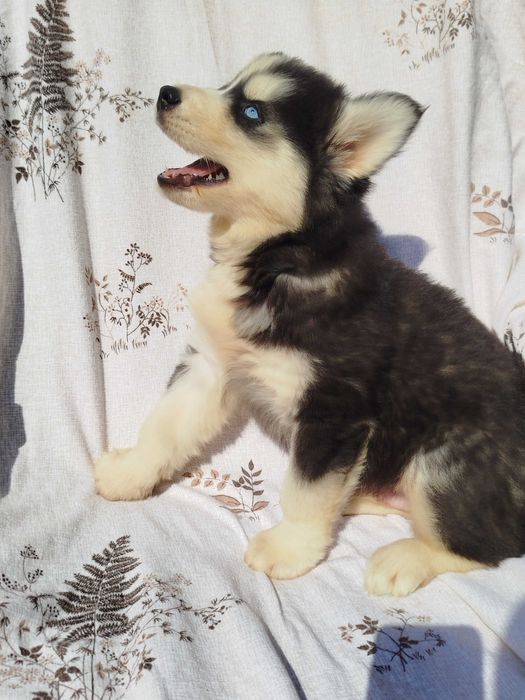 Siberian Husky piesek tel.-5.7.5.3.0.2.0.3.9.