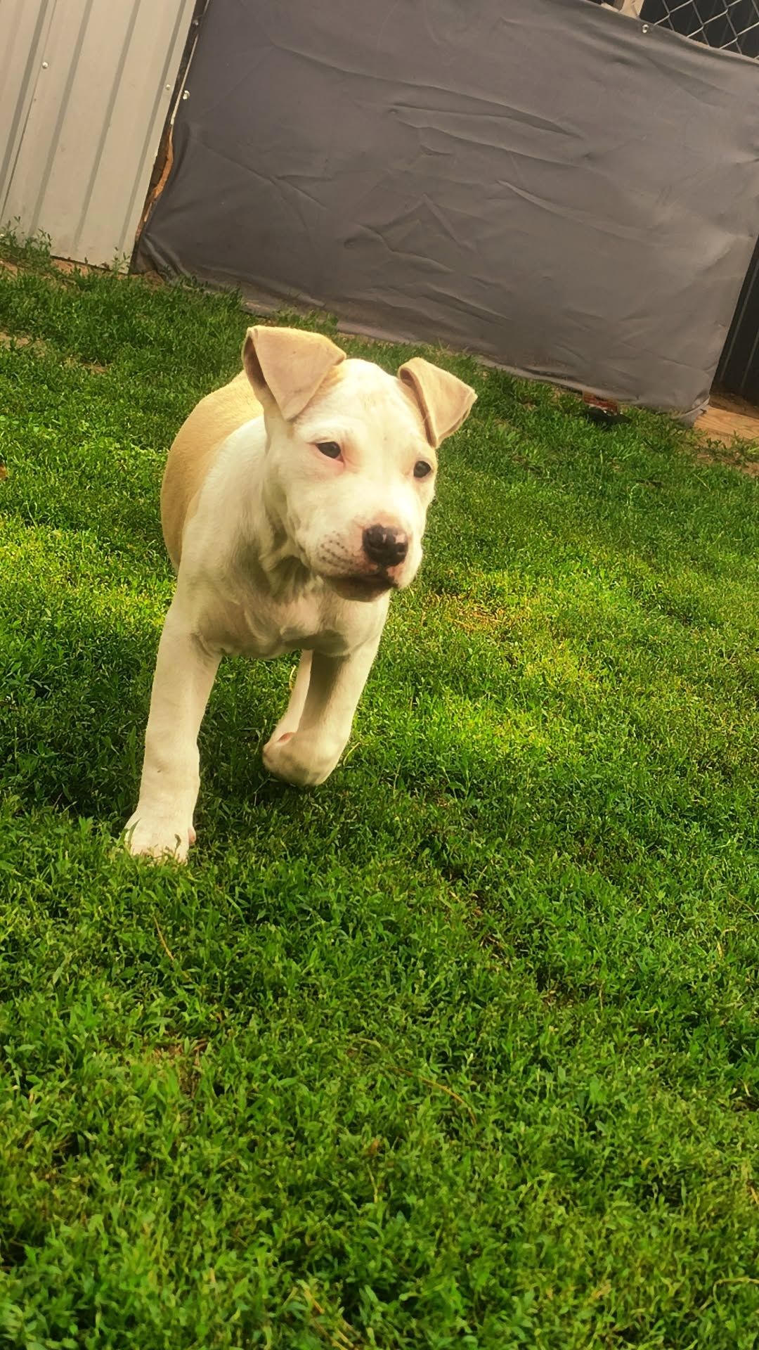 Sunia Amstaff Blondi