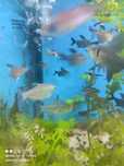 Tetras  do Congo