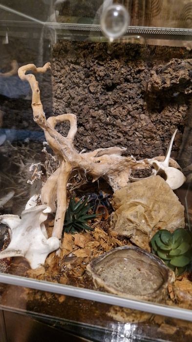 Samica chromatopelma z terrarium