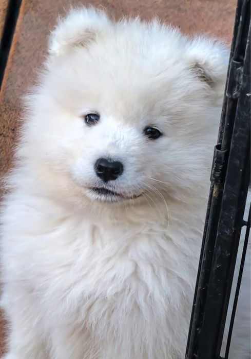 Śliczny mały piesek Samoyed