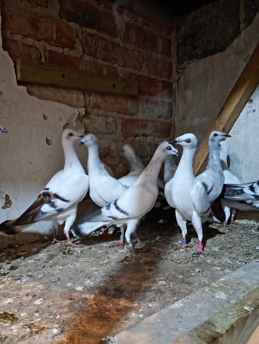 Sprzedam gołębie jasne i żałobniki