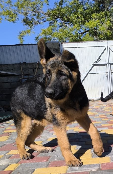 Хлопець, 4 місяці, КСУ