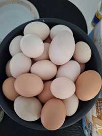 Wiejskie jaja z wolnego wybiegu.