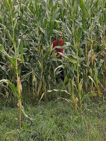 Kukurydza na pniu 4 hektary