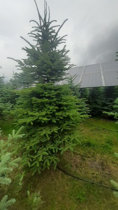 Duży  świerk srebrny  kłujący w donicy