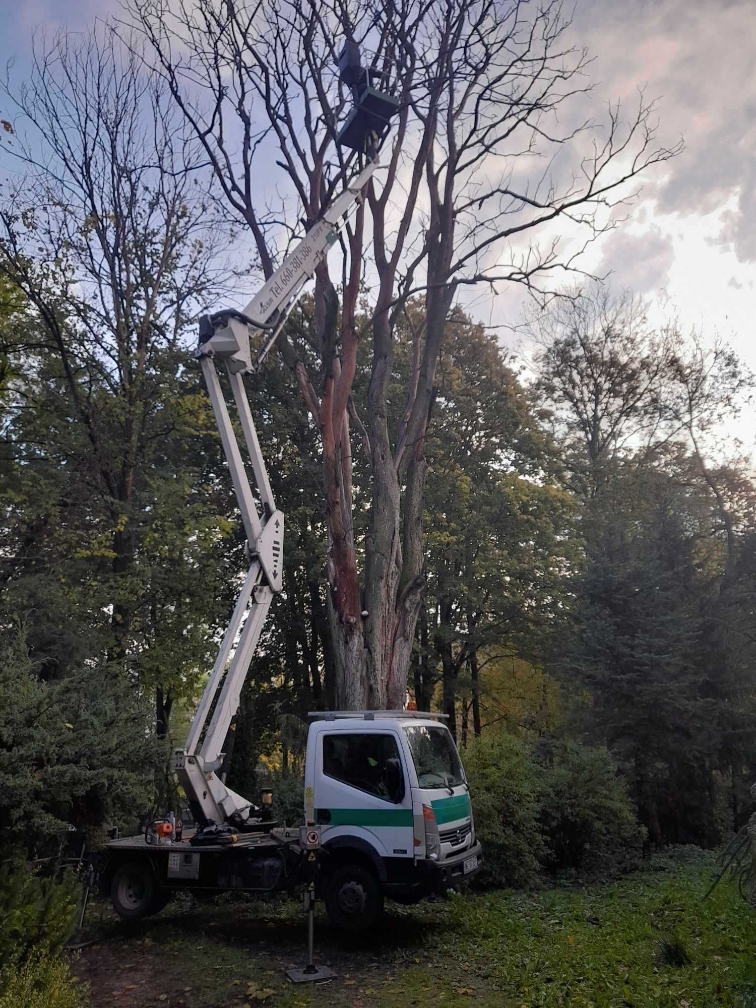 Wycinka Drzew Podnośnik koszowy