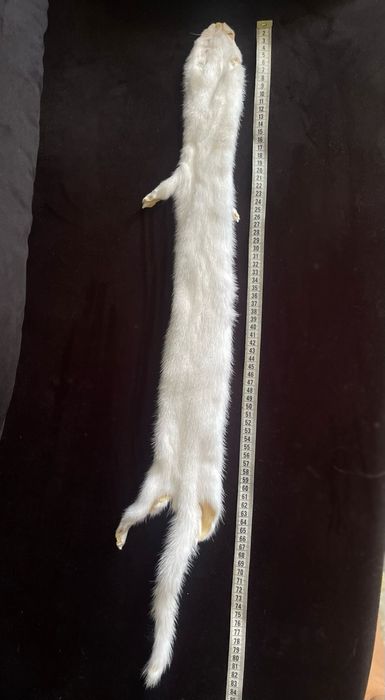 Хутро норки  для пошиву 17 шт