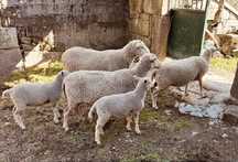 Borregas inra 401 c/ transporte