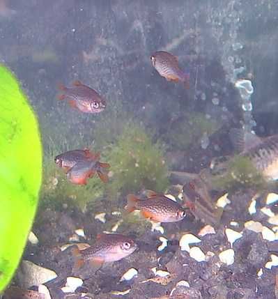 Razbora galaxy danio perłowy