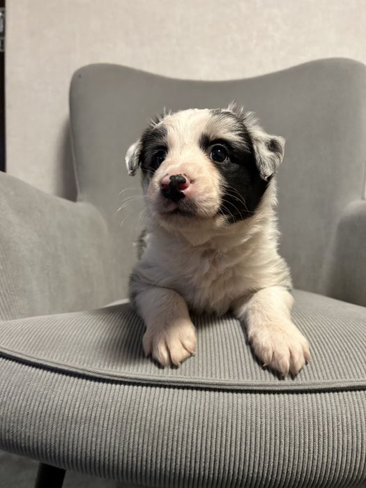 Border Collie - Blue Merle - Piesek - Do Rezerwacji
