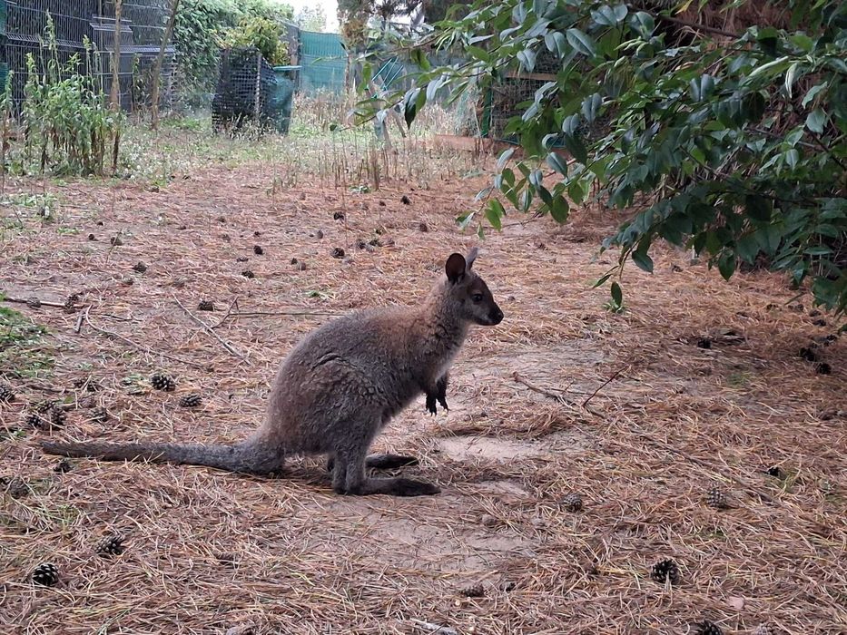 Sprzedam parę kangurów walabia /samica z maluchem w torbie/