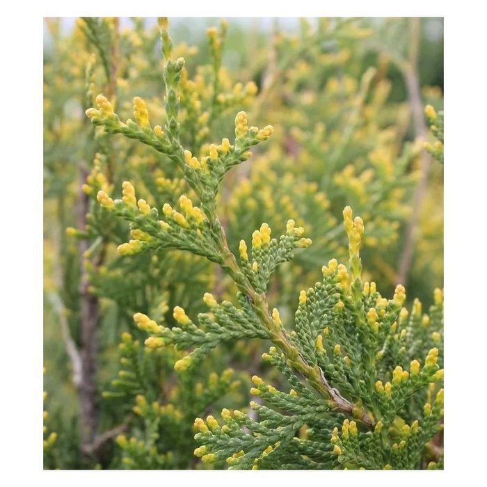 Ауреоспіката туя