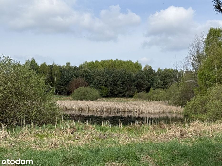 Kawałek zielonego raju, natura i śpiew ptaków