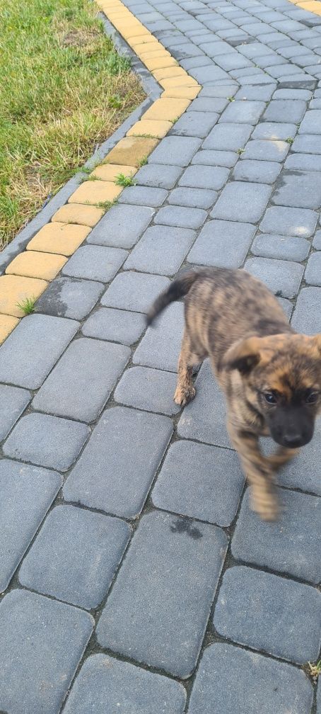 Oddam pieska w dobre ręce