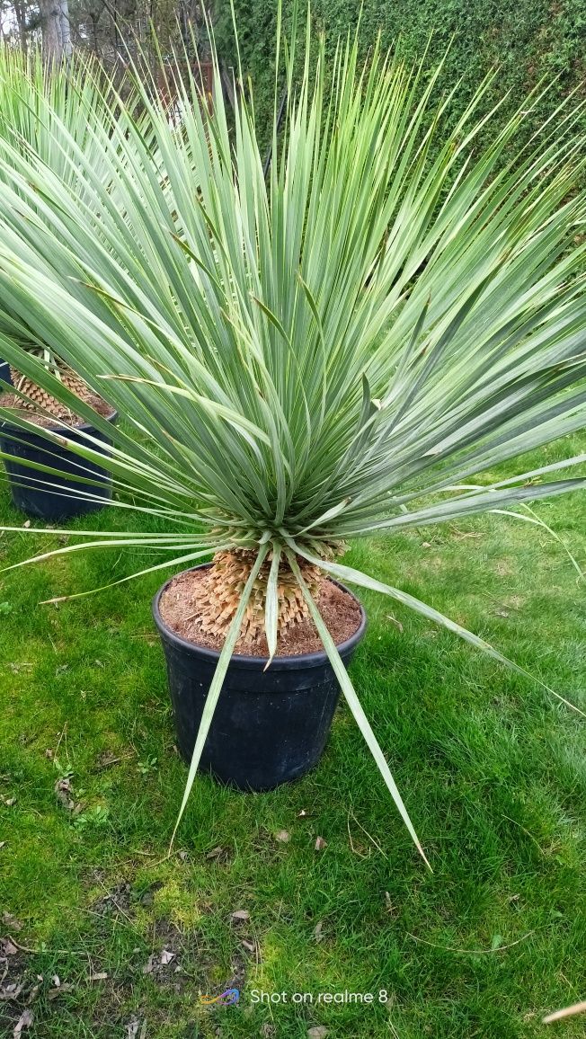 Juka Yucca Rostrata 130cm