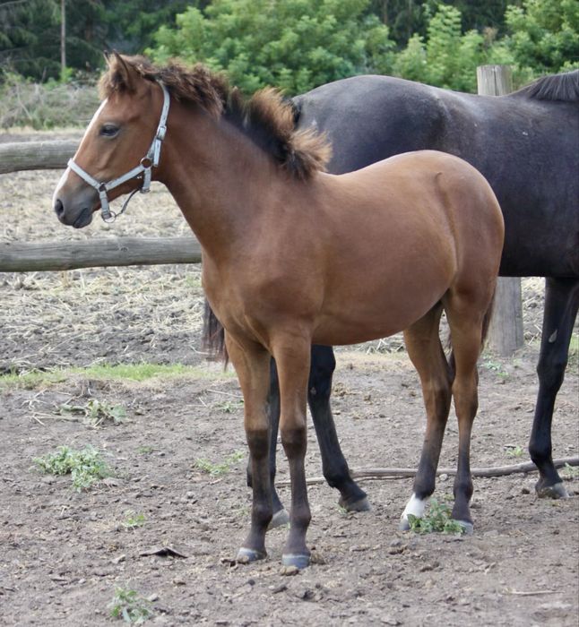 11 miesieczna urocza klaczka