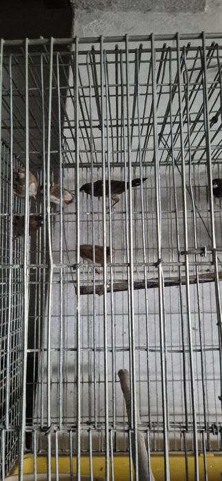 Bengalins  do Japão