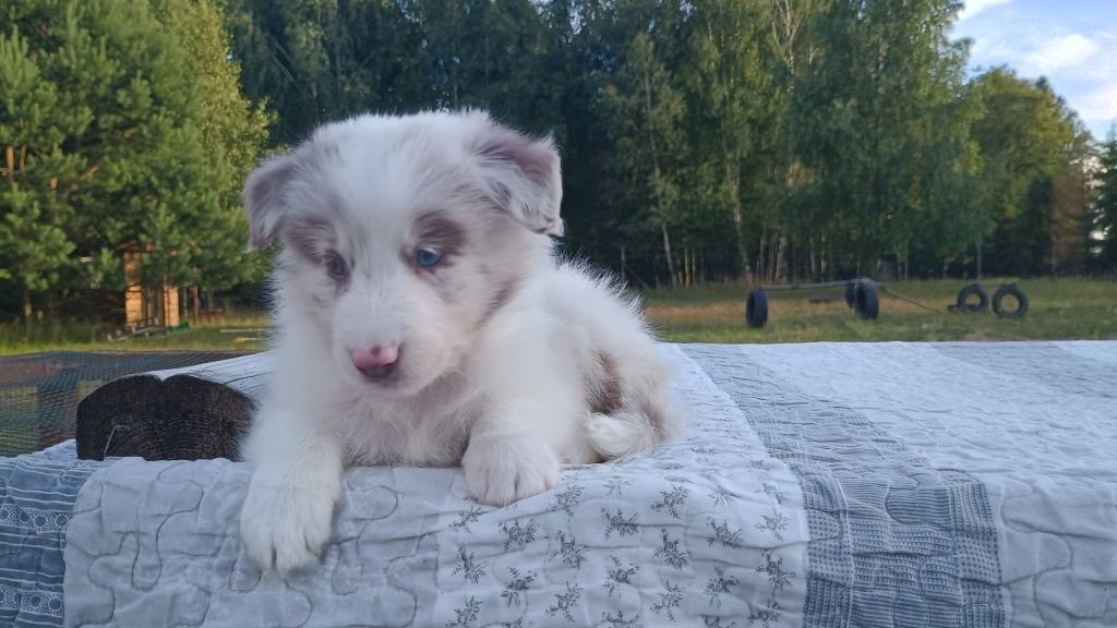 Border Collie piękna suczka lilac merle ZKwP FCI