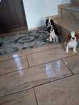 Cavalier King Charles Spaniel