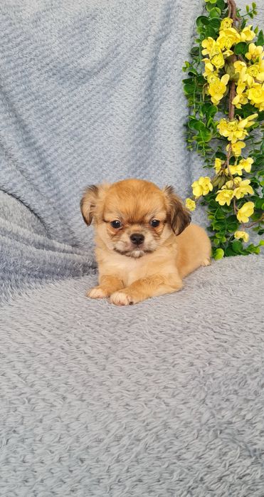 Excecional pelo longo mini Chihuahua.Chiuaua, Qualidade linhagemRussa