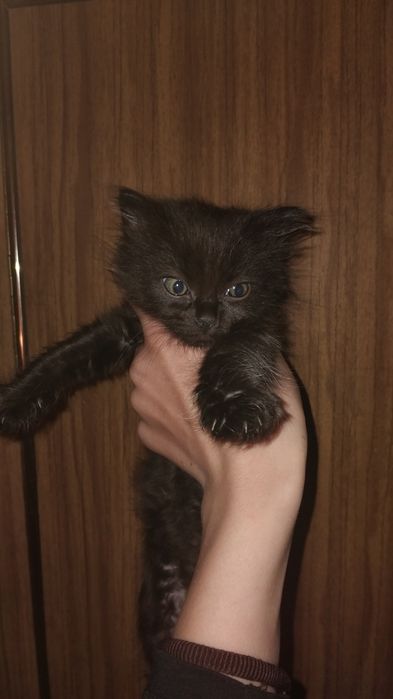 Терміново!!! Відаю кішку та кошенят