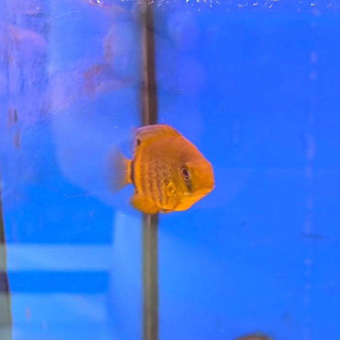 Severum Verde (Herus Severum)