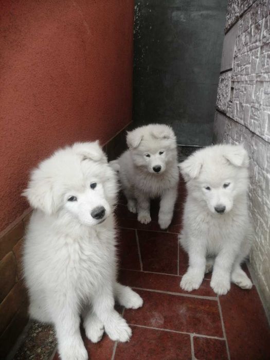 Щенки Самоеда Черкассы