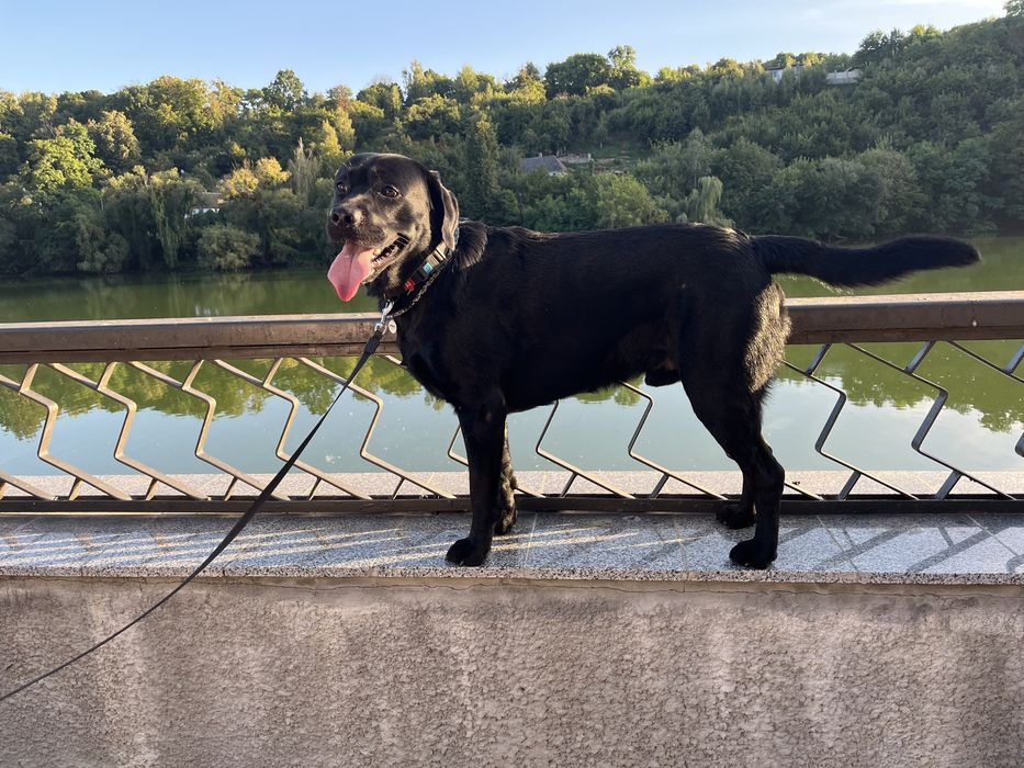 Лабрадор для вязки