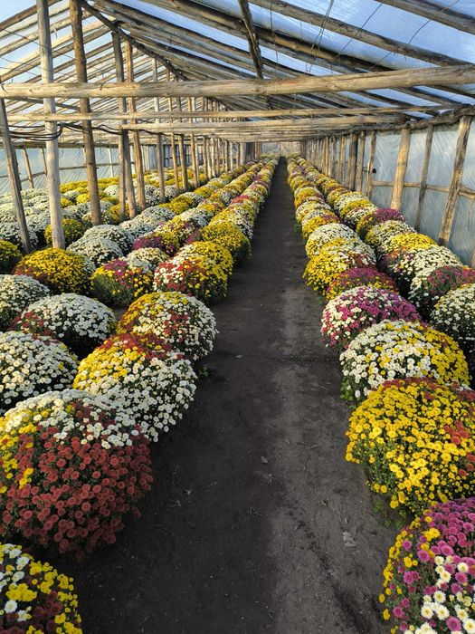 Chryzantemy drobnokwiatowe hurt od producenta