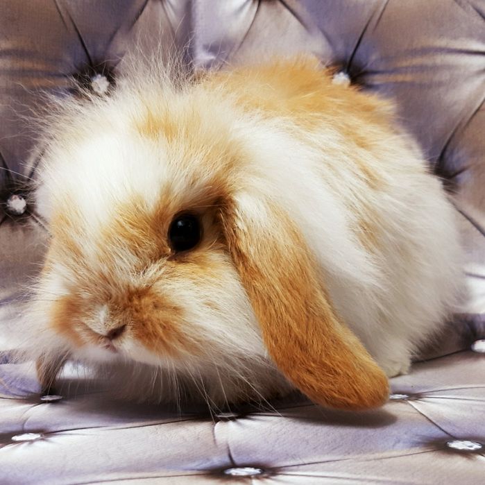 Карликовые супер мини кролики декорат.торчеухие и вислоухие крольчата