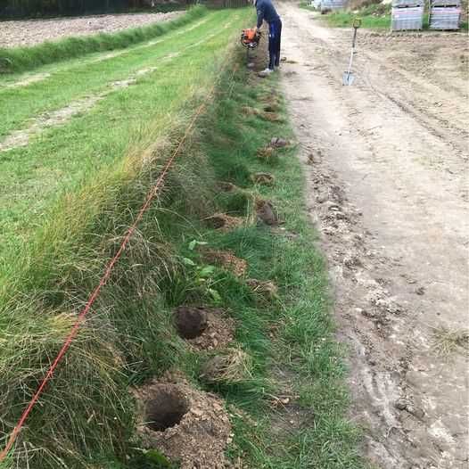 Sadzenie, nasadzenie Tuja Szmaragd 2zł/L