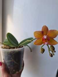 Продам орхідею фаленопсис. БРОНЬ