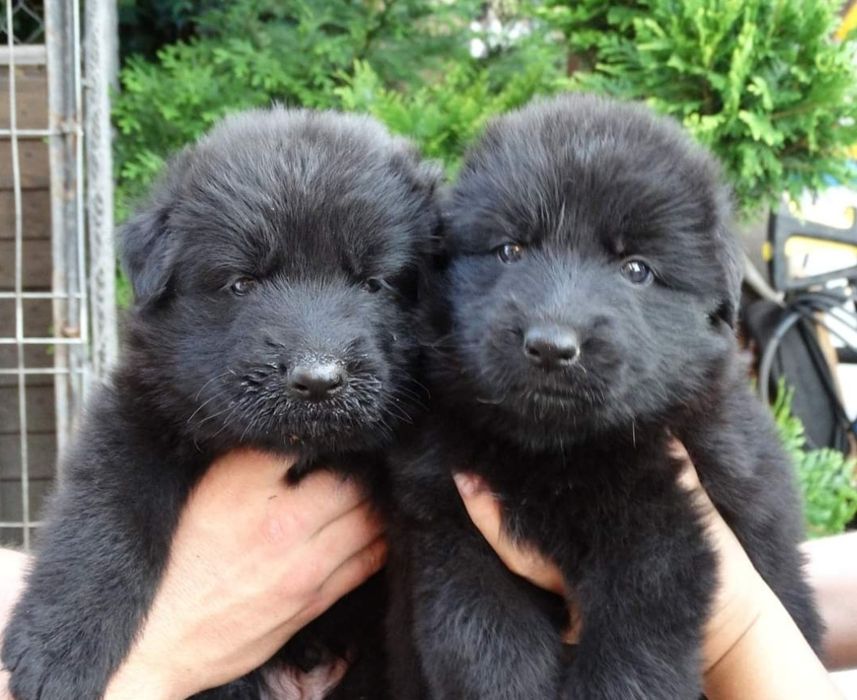 Owczarek Niemiecki długowłosy czarny