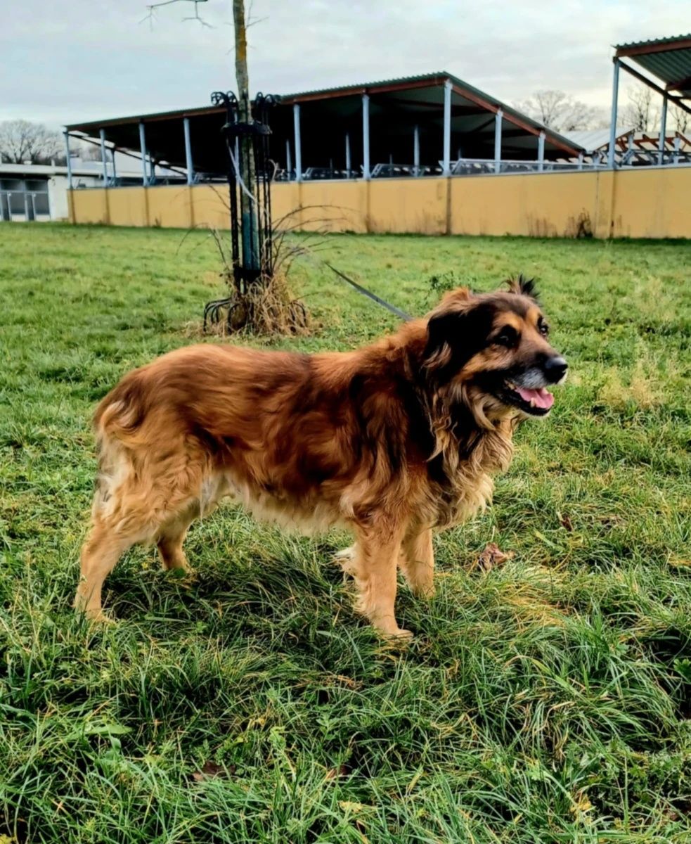 Puchaty piesek Morus do adopcji!